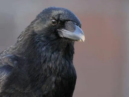 Feeling Lost In The Unknown? | Raven Spirit Guide