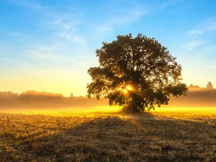 Calm Music For Mental Recharge