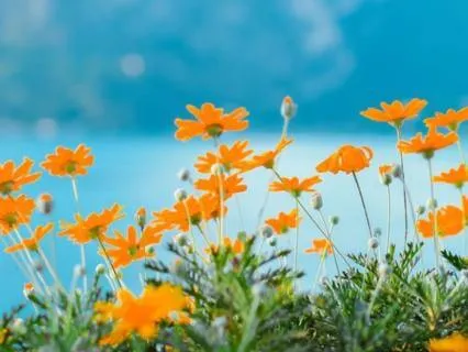 Feeling – Music For Focus And Relaxation