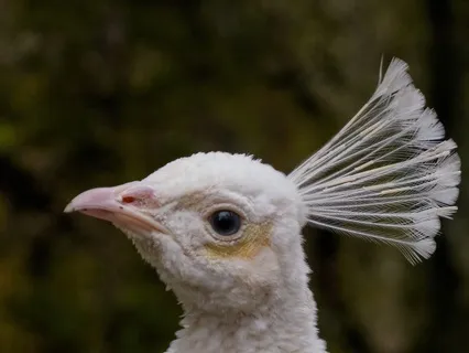 Feeling Otherworldly - Complex Trauma.