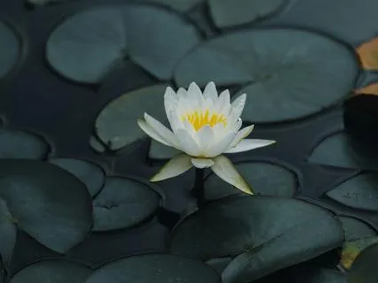 Feeling Supported: A Meditation For Embodied Connection