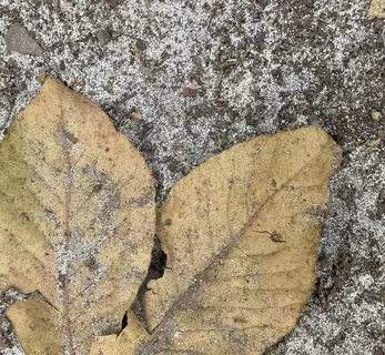 Feeling The Breath In The Body