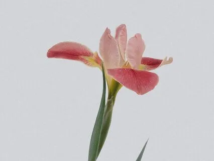 Feeling Tones: Gentle Mindfulness Practice