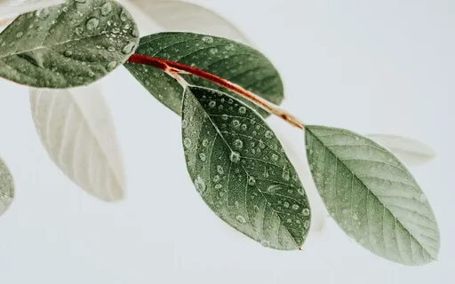 Feeling Whole Sound Healing