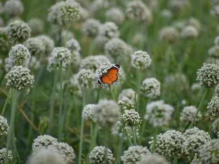 Feeling Your Inherent Belonging