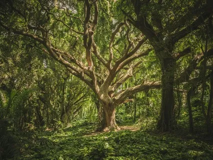 Feelings Of The Forest: A Fairy Tale