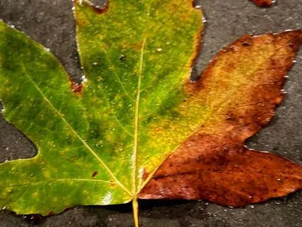 Feet On The Earth, Mind In The Moment (With Grounding Music)