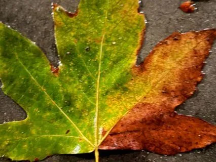 Feet On The Earth, Mind In The Moment