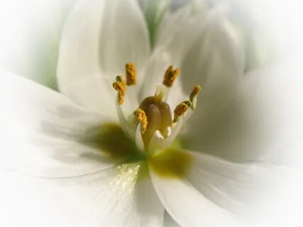 Felicity Harmonize (432Hz Music)