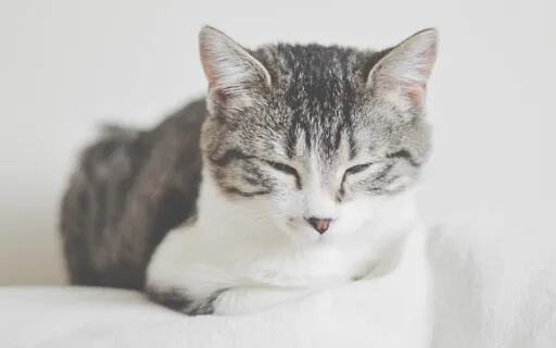 Feline 432hz - Relaxing Music With Purring Cat