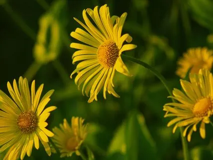 Feel Well Today - Affirmations For Healing