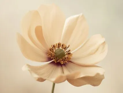 Feminine Flow: Restorative Sleep Music