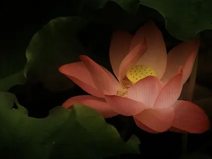 Femininity - Delicate Flowing Sparkling Harp