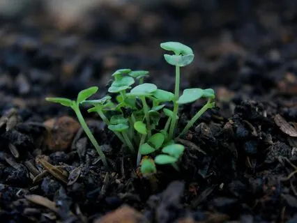 Fertile Soil Of Peace