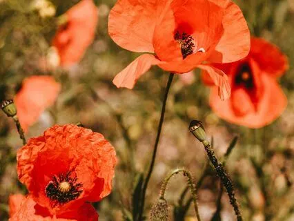 Fertility Energy Healing: Release, Transform, Connect