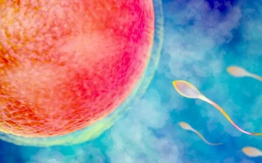 Fertility Journey: Ovulation 