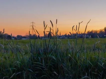 Field At Dusk