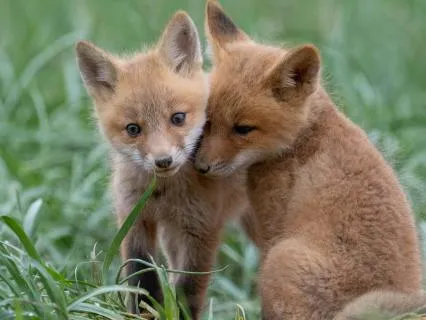 Field Of Care (Dec. 2025)