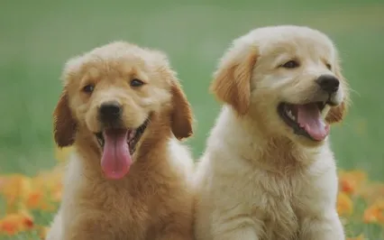 Field Of Dogs/Puppies Guided Meditation With Binaural Beats