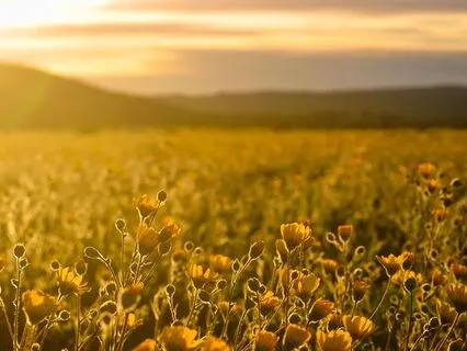 Field Of Dreams Meditation 432 Hz Drone Music