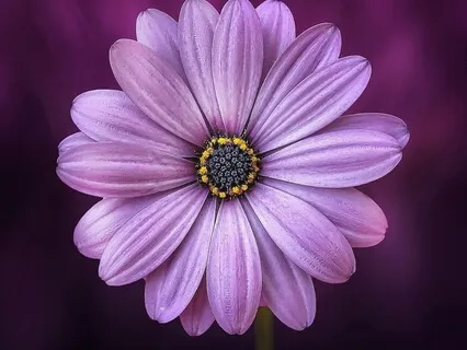Field Of Flowers From Reveal Your Purpose Meditation