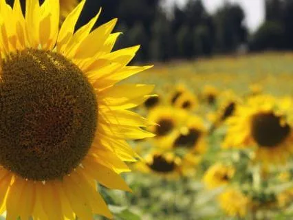 Field Of Love