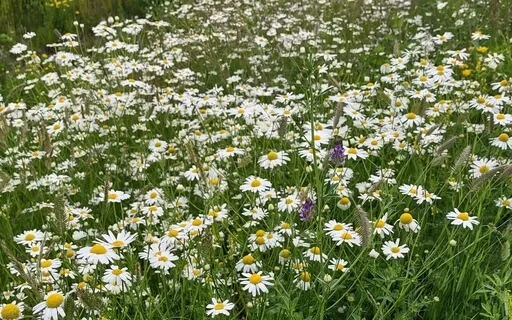 Field Of Wildflowers Meditation