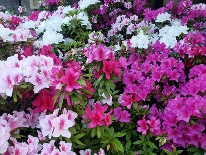 Field Of Wildflowers Imagery