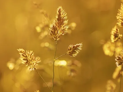 Fields Of Bliss & Love (Strings)