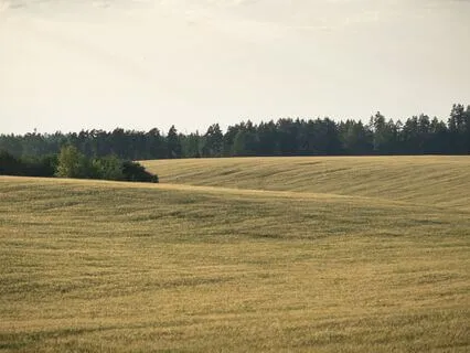 Fields Of Peace