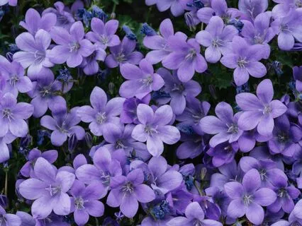 Fields Of Red And Purple