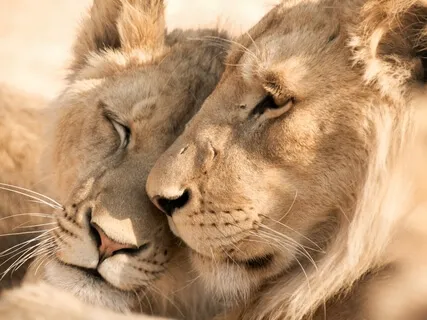 Fierce Compassionate Friend