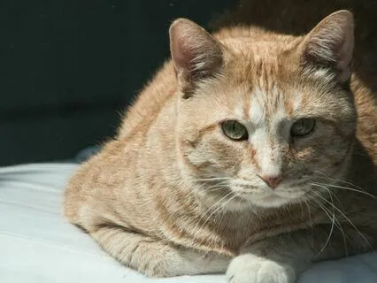 Fierce Knowing Meditation | Reconnect Within