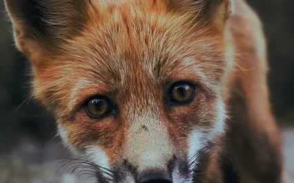 Fight, Flee, Freeze, Attach Or Submit