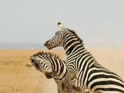 Fight, Flight, Freeze, Fawn: Working With The Nervous System