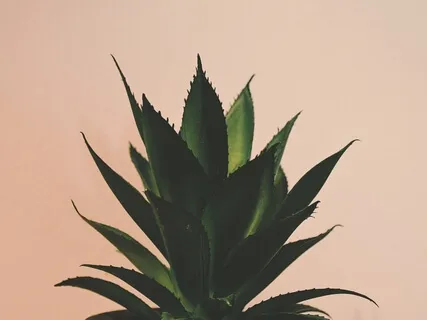 Fight Infection Meditation