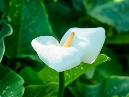 Fill Your Cup Through Meditation