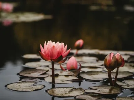 Filling The Heart With Gratitude & Appreciative Joy