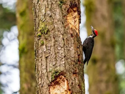 Finally Finding Peace Beyond Suffering