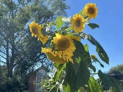 Financial Abundance Affirmations