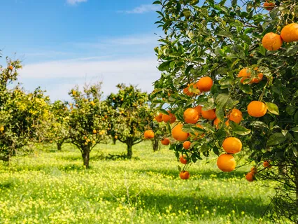 Nurturing Financial Health 