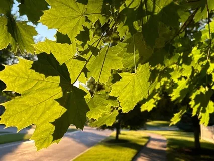 Find An “Ohm”portunity