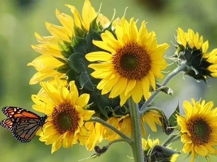 Find & Release Root Cause Of Social Anxiety For Deep Healing