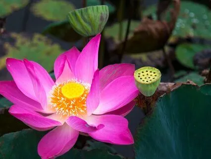 Find Contentment Through Your Meditation