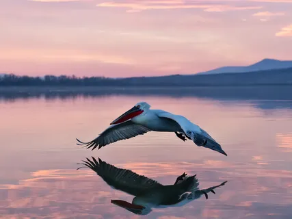 Freedom From Suffering