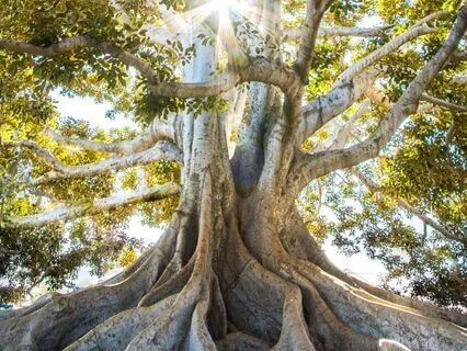 Find Ground | Earthing Breathing & Meditation | 20-Mins