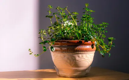 Find Happiness In The Little Things - Talk