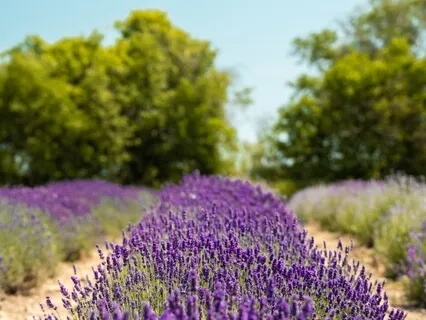 Find Peace And Calm - Lavender Field Visualization