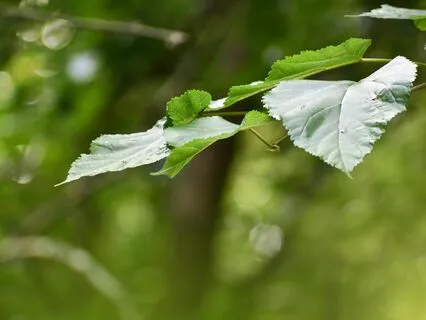 Find Peace And Emotional Healing Through Binaural Music