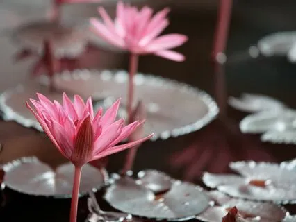 Find Peace And Relaxation: Crown Chakra Energy Healing